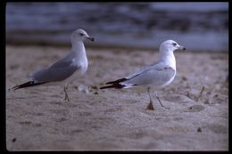 Image of Ring-billed Gull