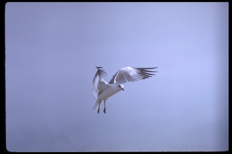 Image of Ring-billed Gull