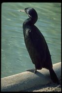 Imagem de Phalacrocorax penicillatus (Brandt & JF 1837)