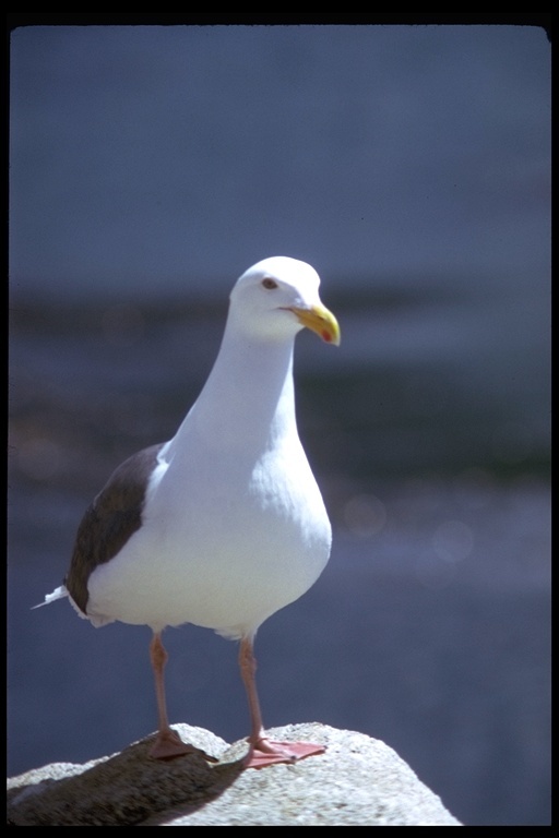 Image of Western Gull