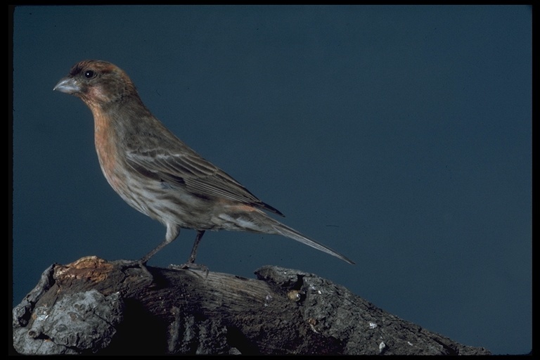 Image of House Finch