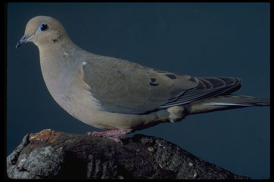 Imagem de Zenaida macroura (Linnaeus 1758)