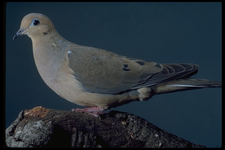 Image of American Mourning Dove