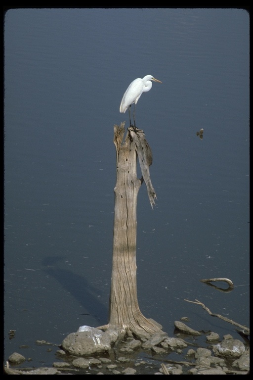 Image of Great Egret