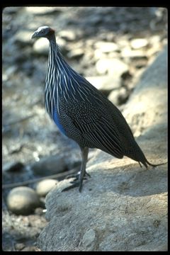 Image of Vulturine Guineafowl