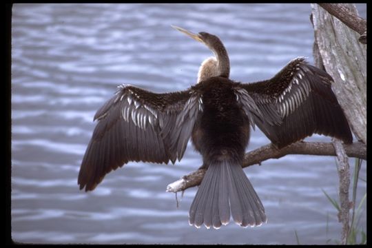 Image of Anhinga