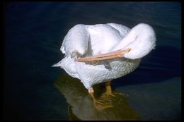 Image of American White Pelican