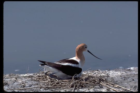 Image of American Avocet