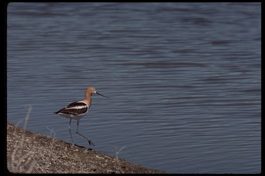 Image of American Avocet