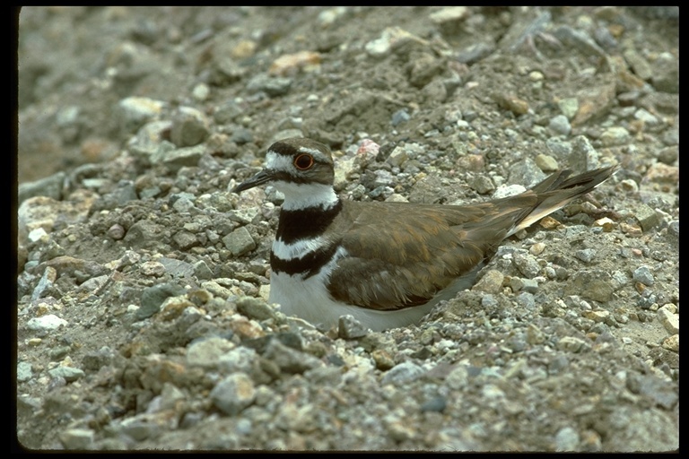 Image of Killdeer