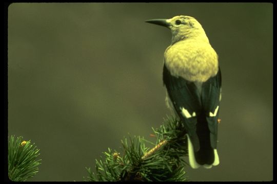 Image of Clark's Nutcracker