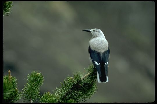 Image of Clark's Nutcracker