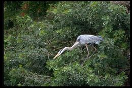 Image of Great Blue Heron