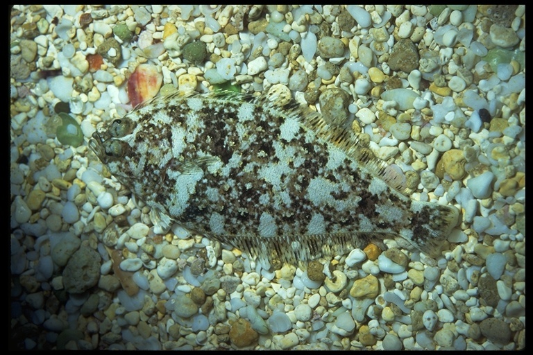 Image of Speckled sanddab