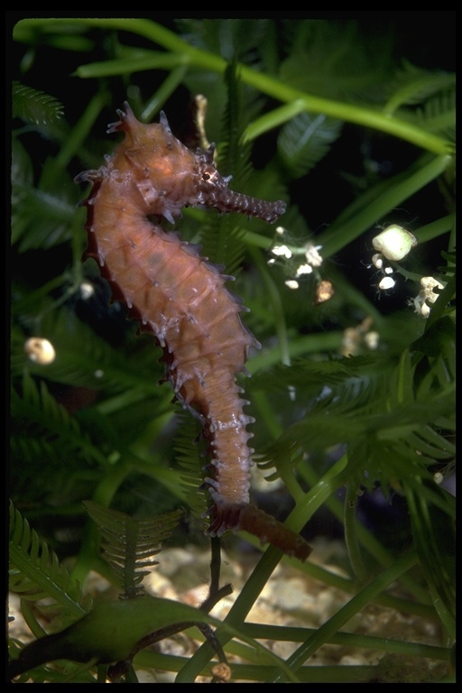 Image of seahorses