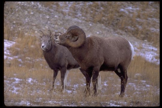 Image of bighorn sheep