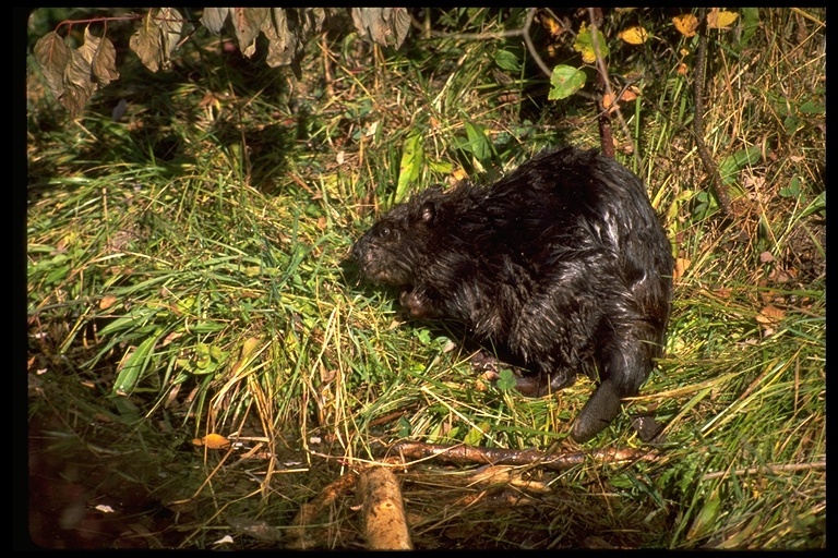 Image of American Beaver