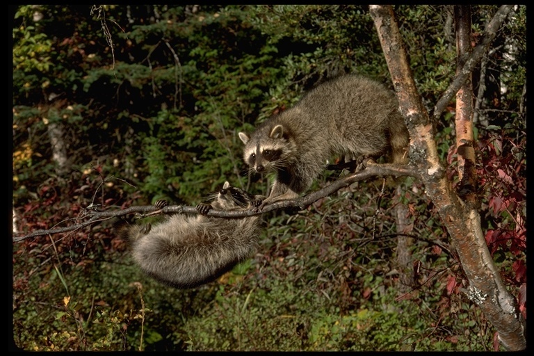 Image of Northern Raccoon