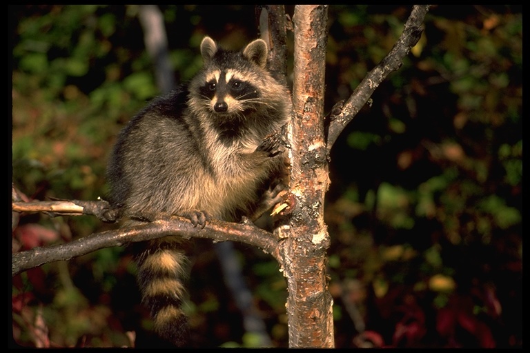 Image of Northern Raccoon