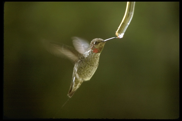 Image of Anna's Hummingbird