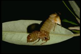 Image of cicadas