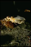 Image de Cicadidae