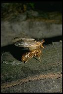 Image of cicadas