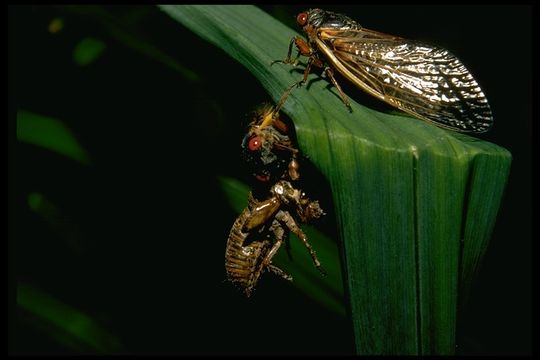 Image of cicadas