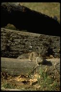 Image of California ground squirrel