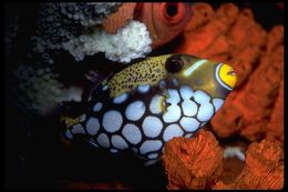 Image of clown triggerfish