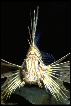 Image of Common lionfish