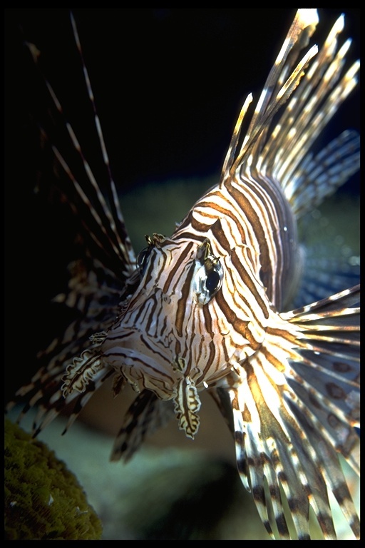 Image of Common lionfish