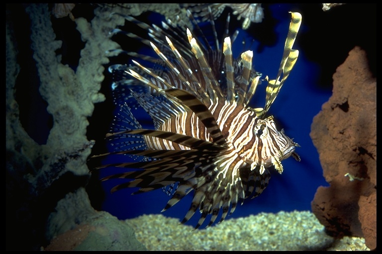 Слика од Pterois volitans (Linnaeus 1758)