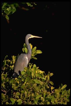 Image de Aigrette tricolore