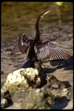 Image of Anhinga