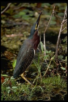 Image of Green Heron