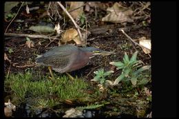 Image of Green Heron