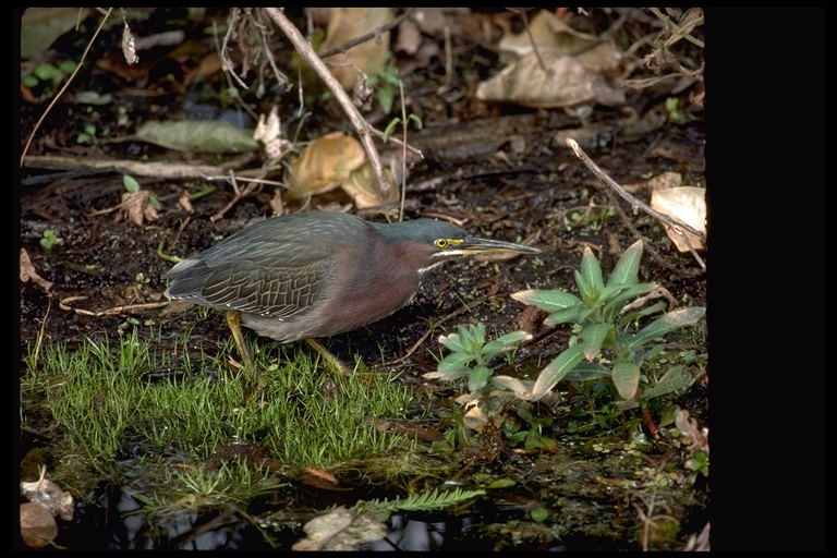 Butorides virescens (Linnaeus 1758) resmi