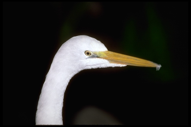 Image of Great Egret