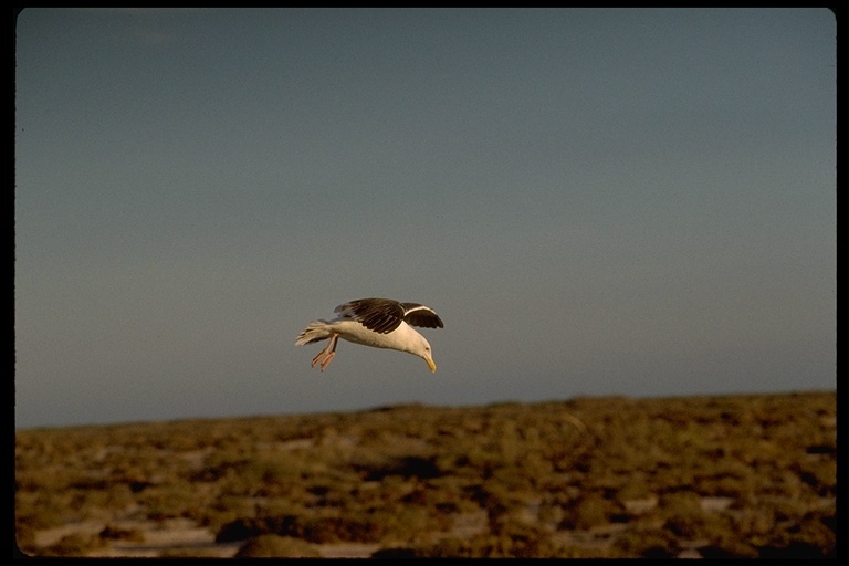 Image of Western Gull