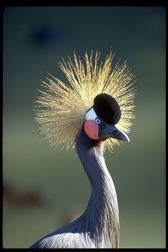 Image of East African Black Crowned Crane