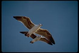 Image of Western Gull