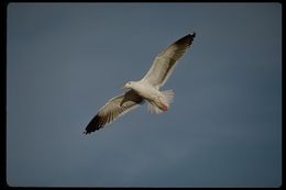 Image of Western Gull