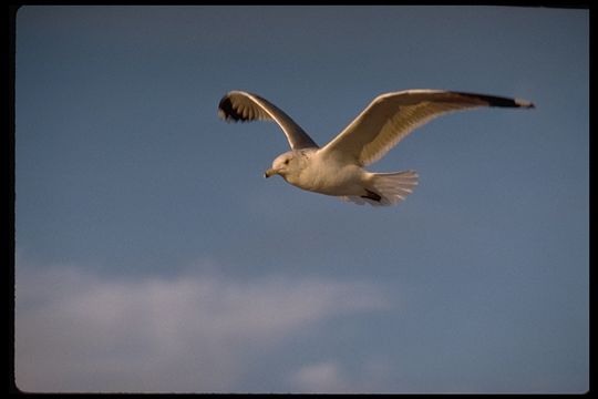 Larus californicus Lawrence 1854 resmi