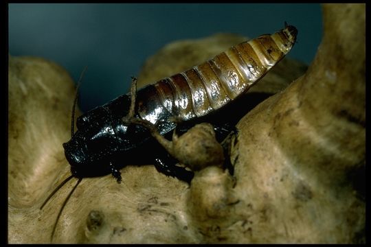 Image of Madagascan hissing cockroach