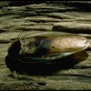 Image of Caribbean Giant Cockroach