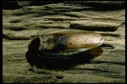 Image of Caribbean Giant Cockroach