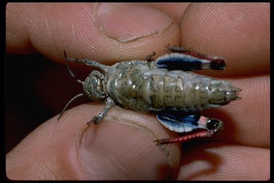 Agymnastus ingens (Scudder & S. H. 1877) resmi