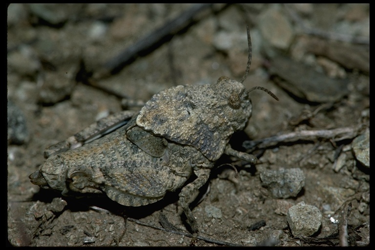 Image of Agymnastus ingens (Scudder & S. H. 1877)