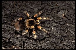 Image of Mexican Red Knee Tarantula